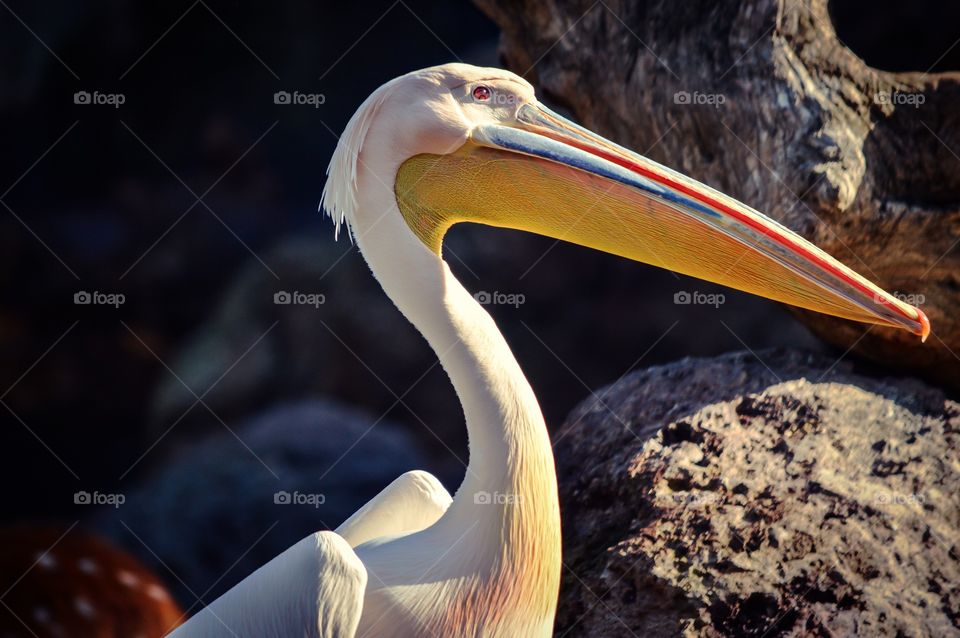 Close-up of pelican