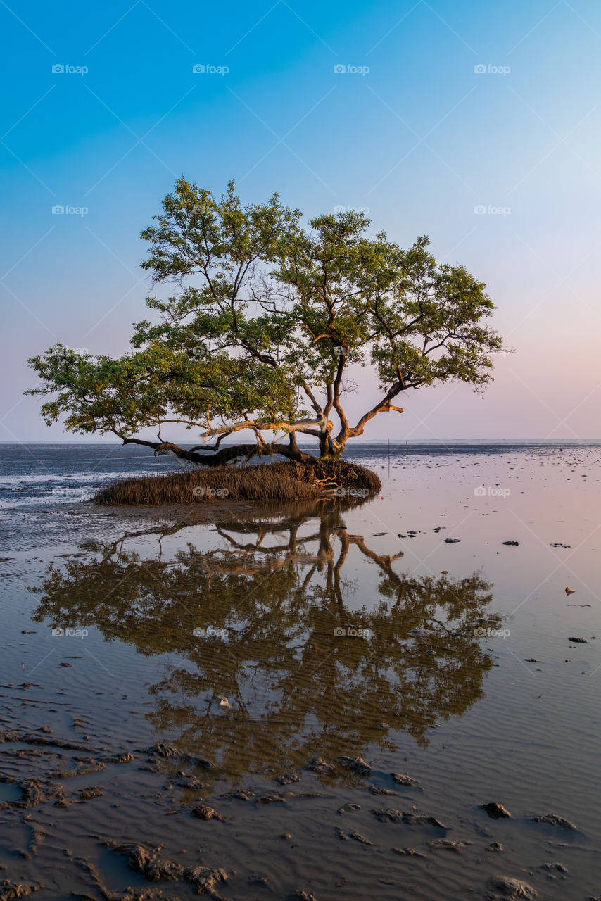 Beautiful texture of mangroves tree