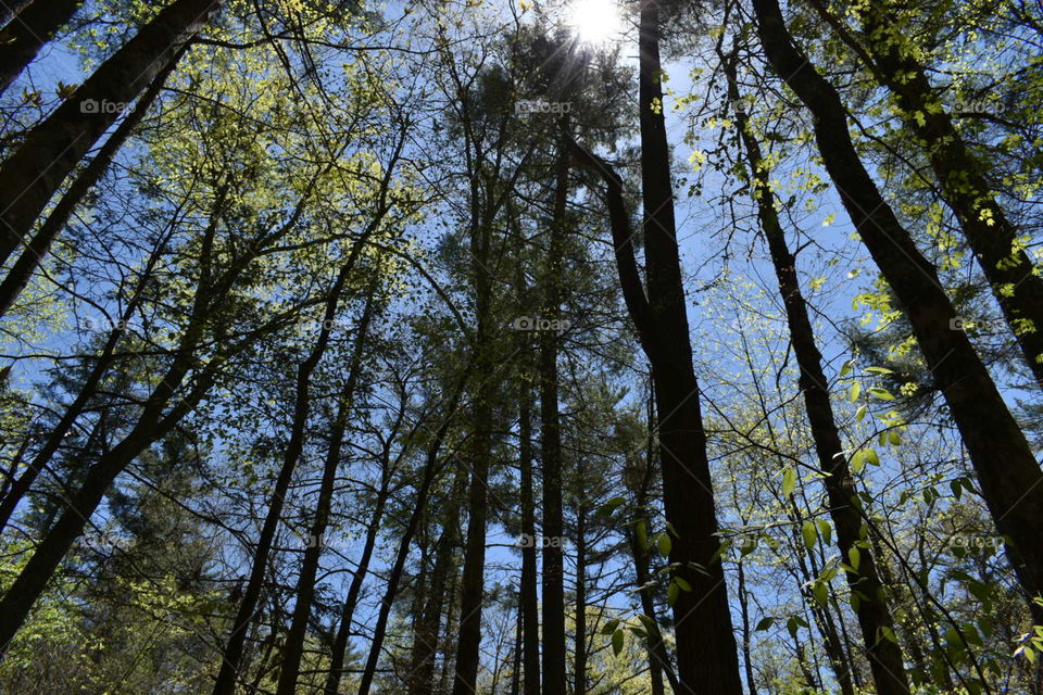 beautiful blue skys in backwoods offroading in Appalachian mountains