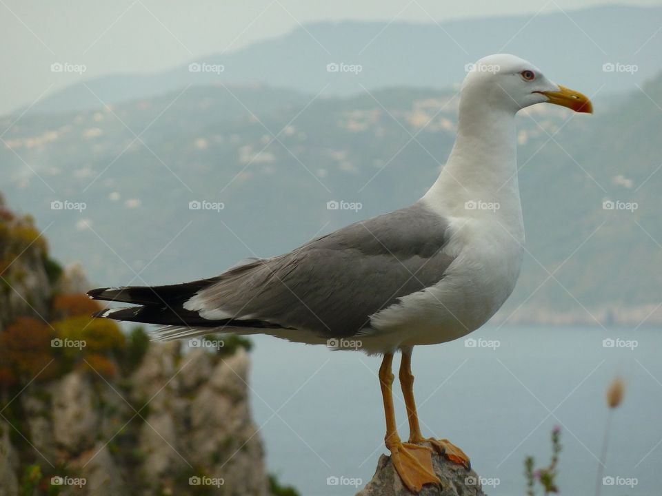 Bird on Capri Island / Italy 