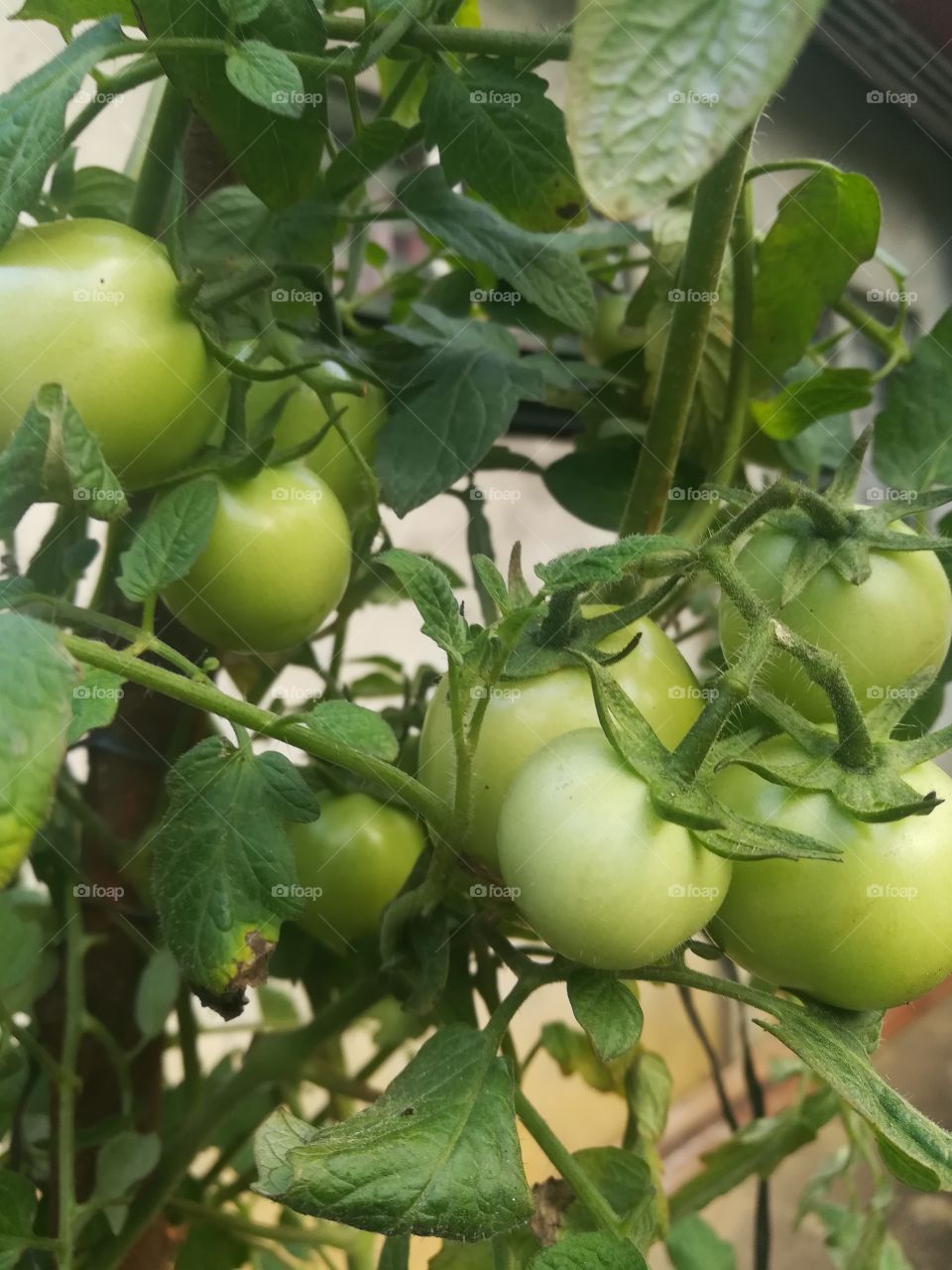 INFRAME: Fresh Tomatoes 🍅