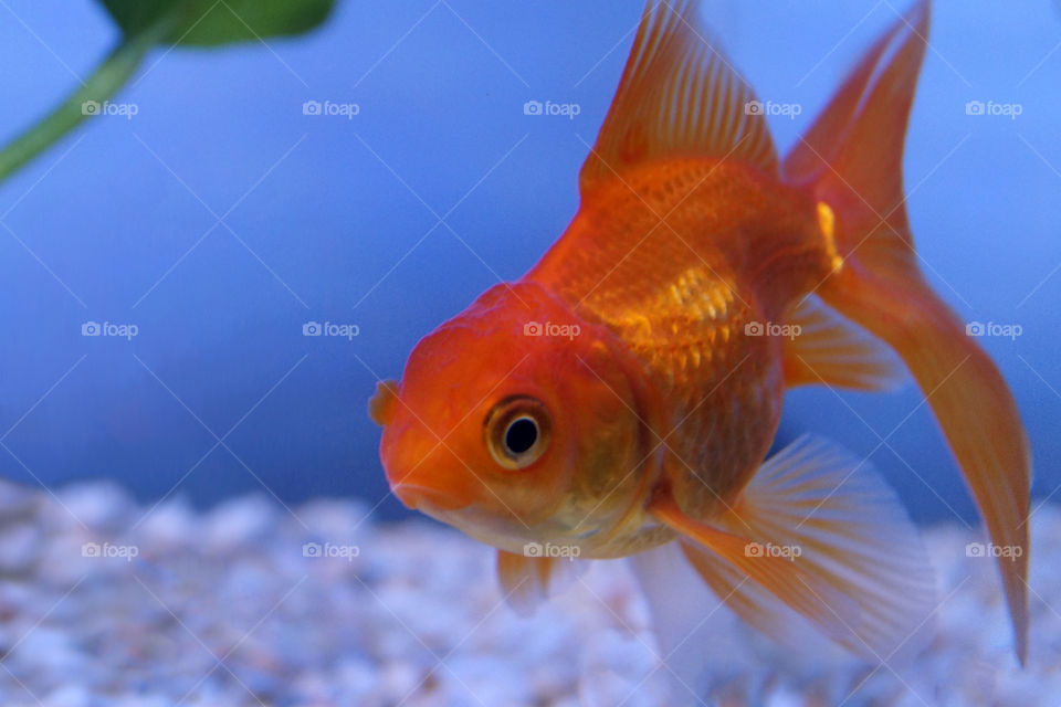Golden fish in aquarium