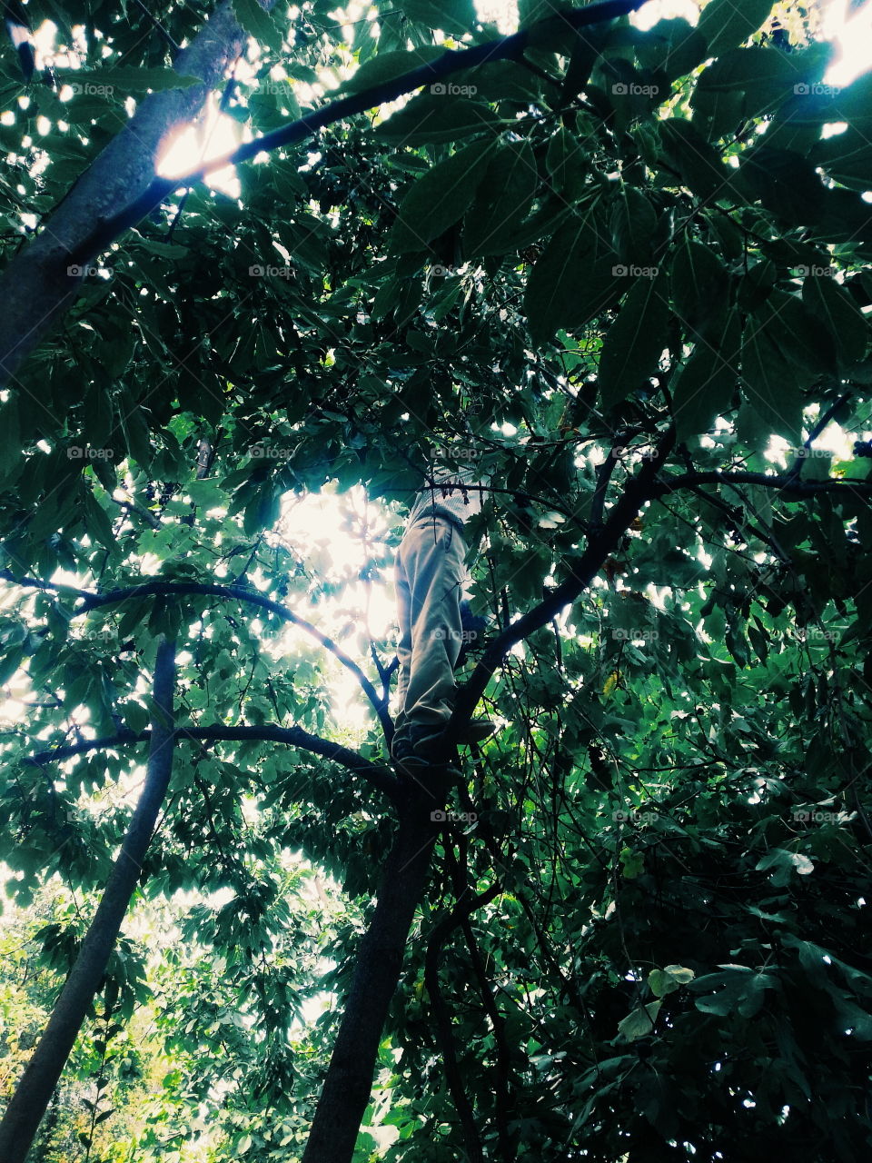 Tree Climb