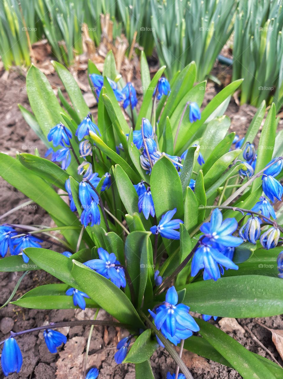 синие мелкие яркие цветы в саду