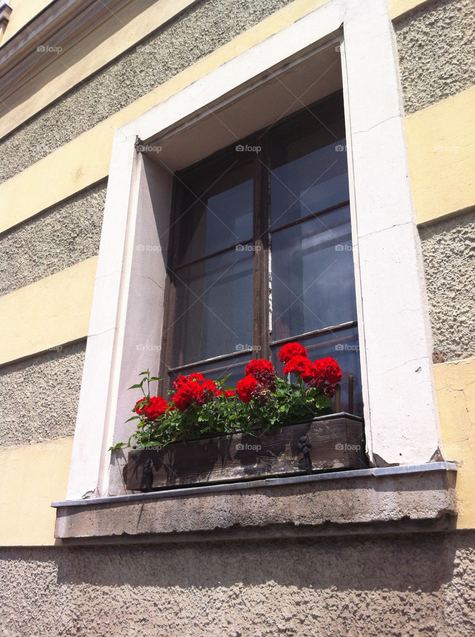 flowers red window budapest by oriland123
