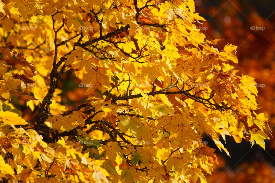 Sunlight reflected on autumn trees