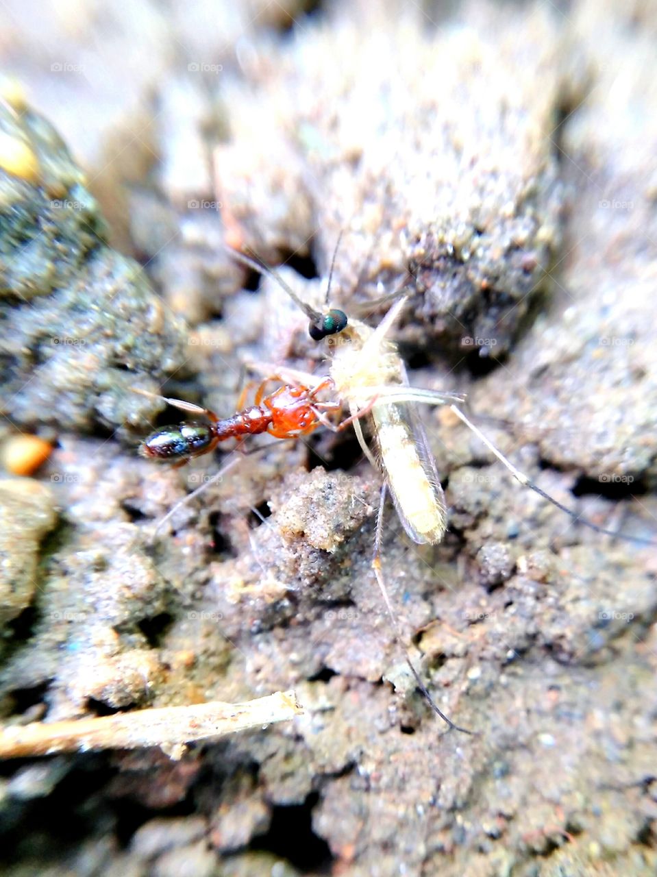 ant catching a mosquito