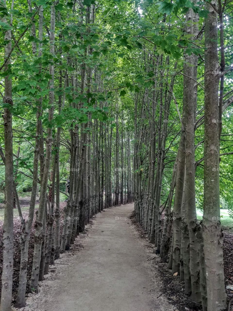 the wood trail