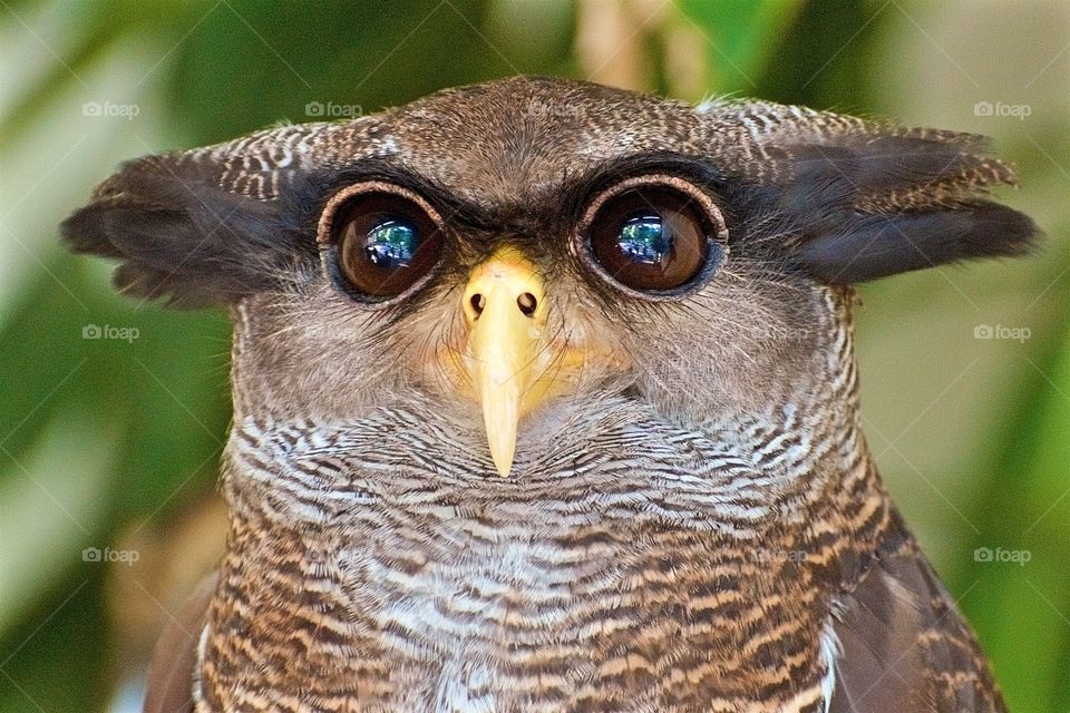 Portrait of eagle owl