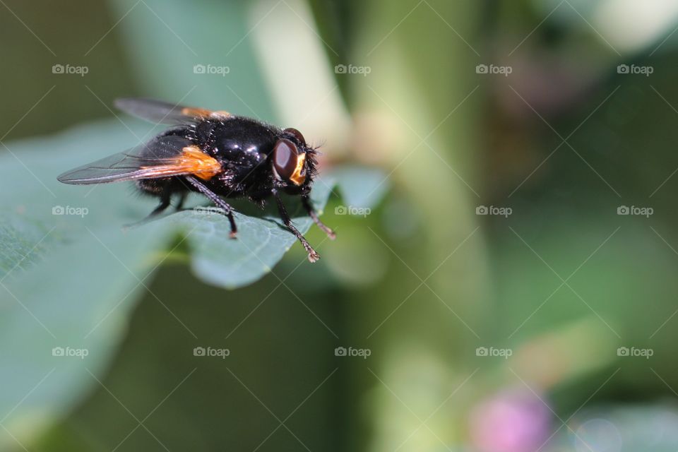 Fly on the green leaf