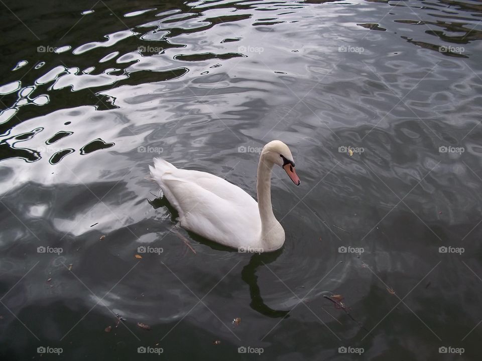Lonesome swan 