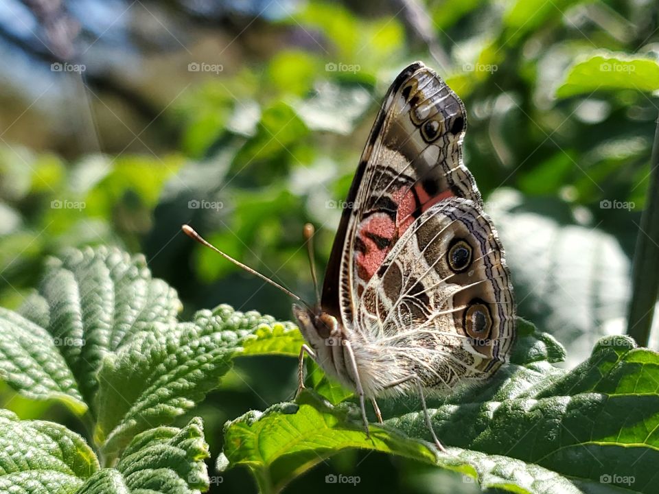 Close up of an orange butterfly on green leaves with wings up