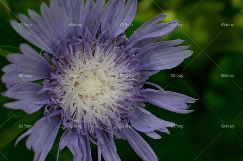 Extreme close-up of flower