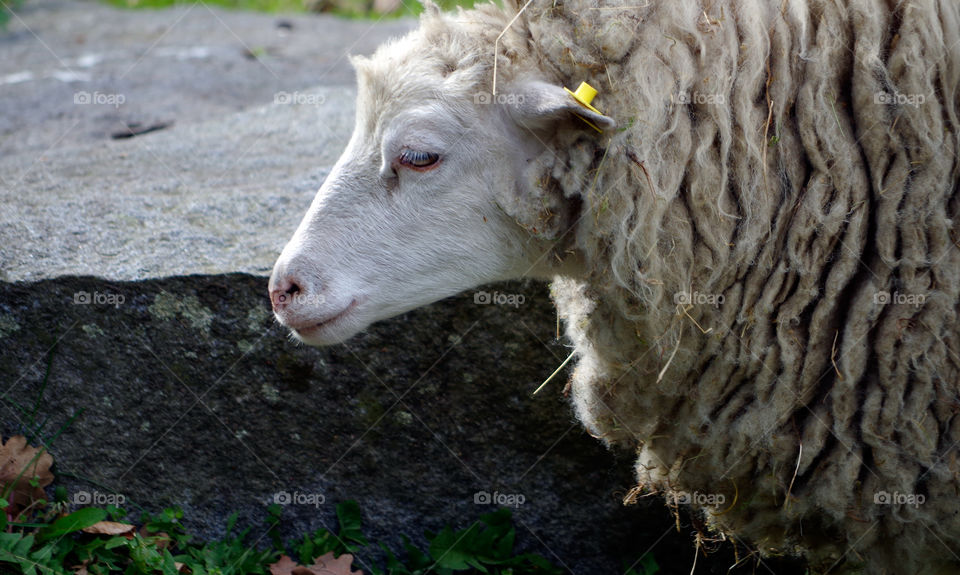 Portrait of sheep on farm in Berlin, Germany.