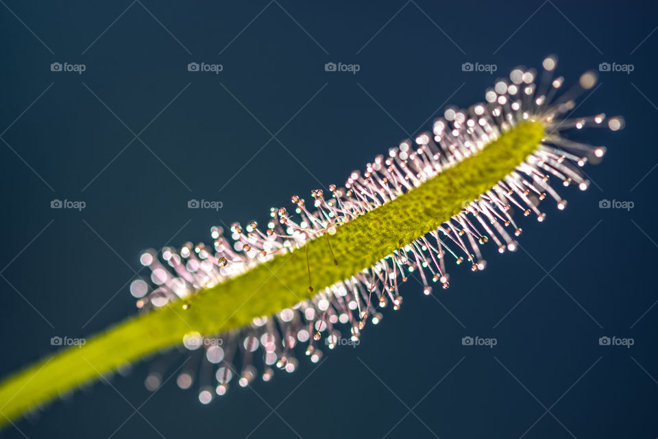 Drosera