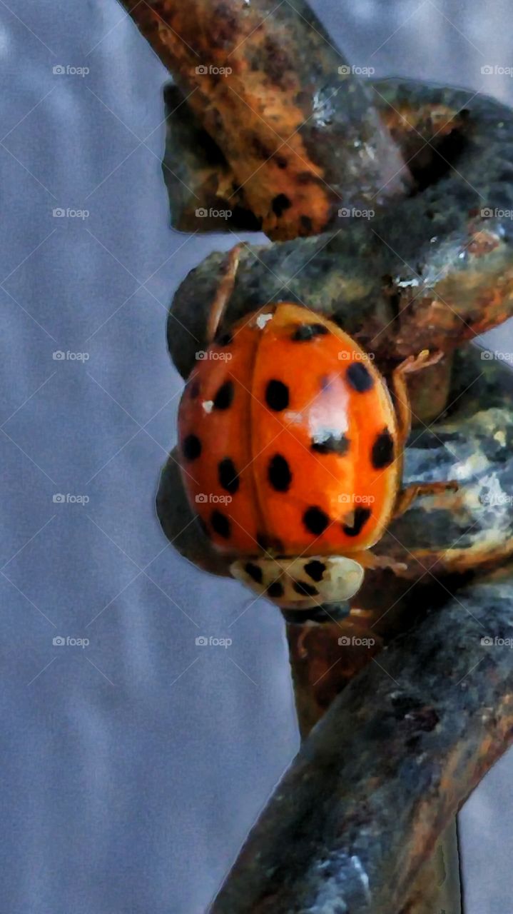 Ladybug