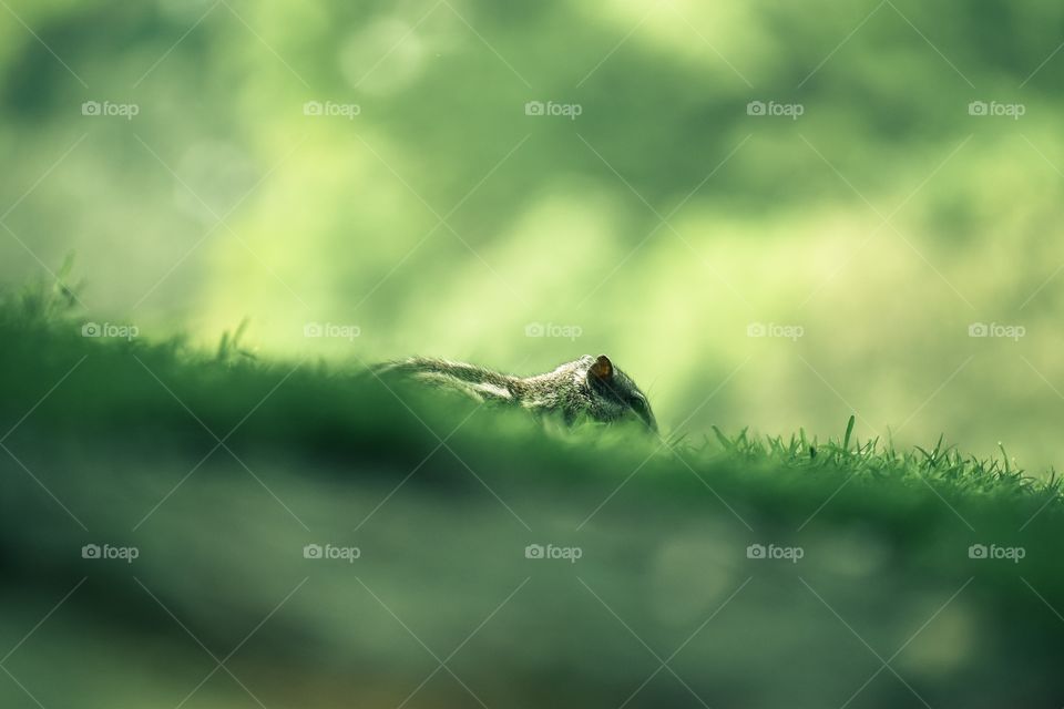 Leaf, Nature, Grass, Insect, No Person