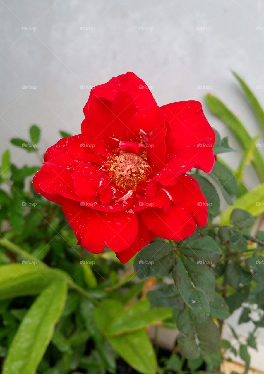 Red roses. Photo taken after rain.