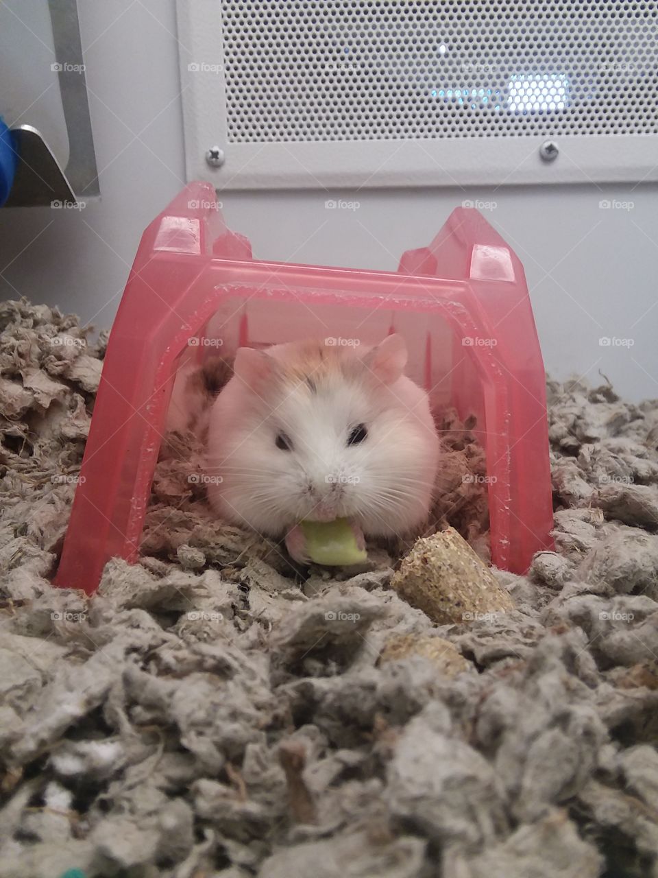 hamster