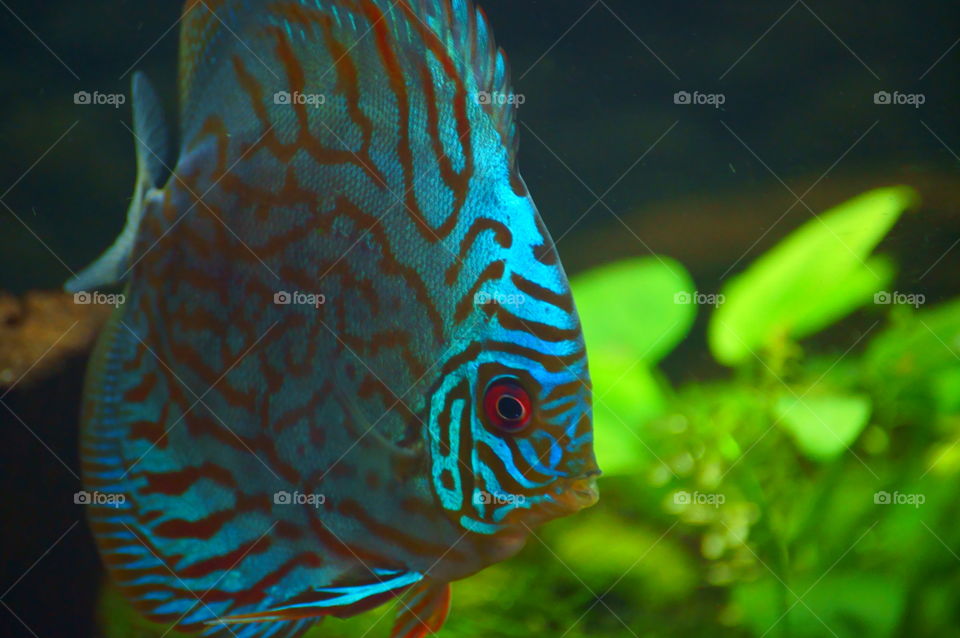 Blue turquoise discus. This is one of my pets