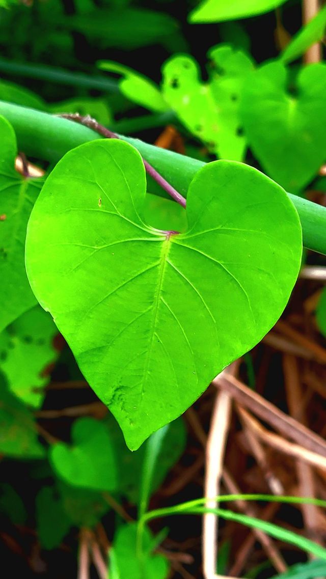 Green heart