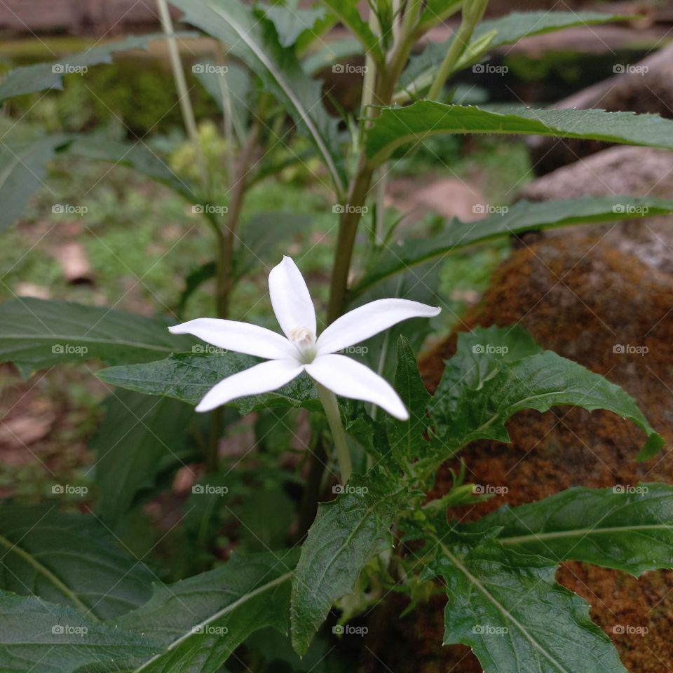 Isotoma longiflora is a medicinal plant in the form of an upright terna that reaches sixty cm in height.