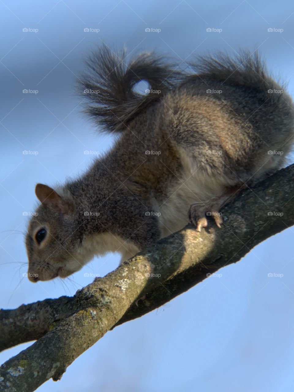 Year-round, the squirrels are in our yards, in the trees, on the streets.. I think they’re really cute. 