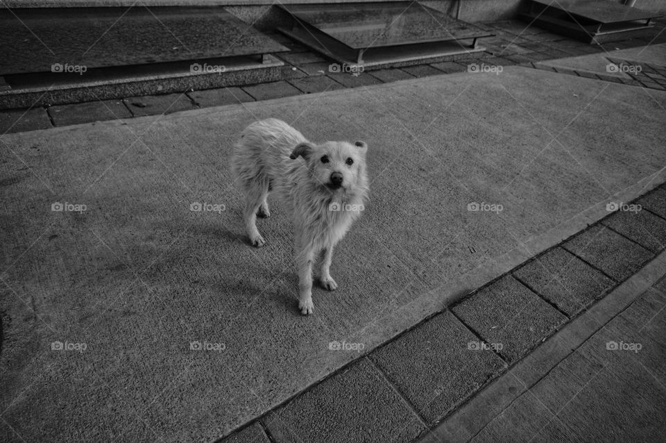 white dog on the sidewalk looking at the camera