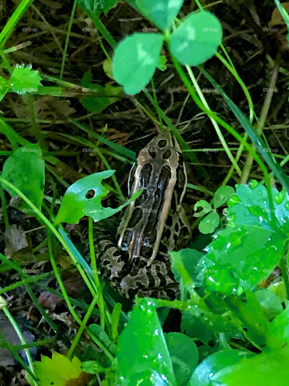 Frog in the grass
