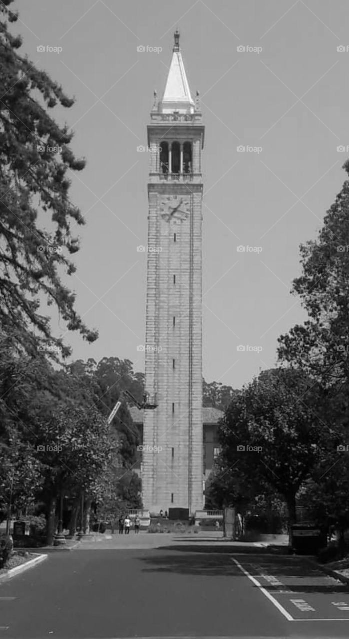 A photo of the clock tower in Berkeley, California near Berkeley university