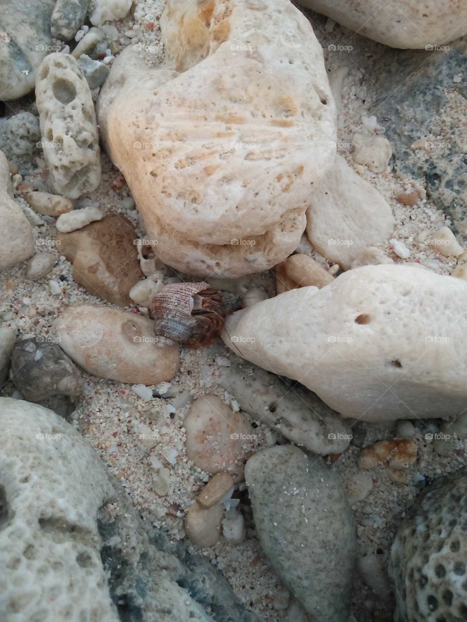 Small crab among rocks