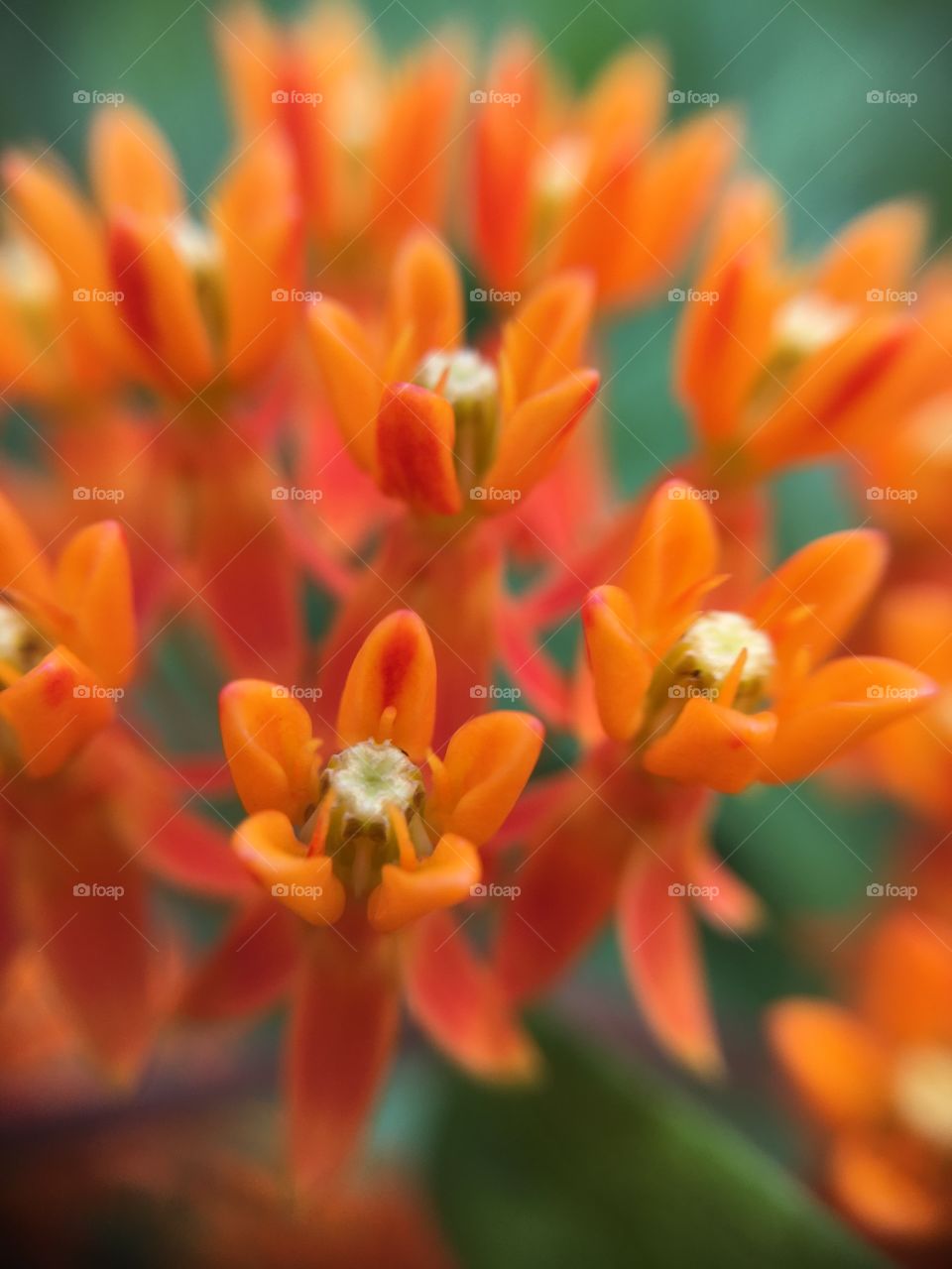 Orange flowers 