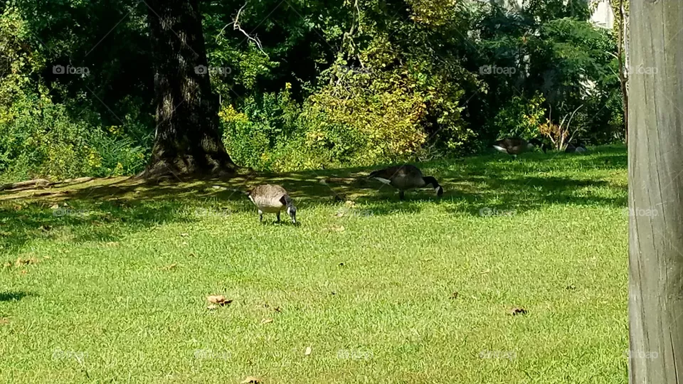 Geese