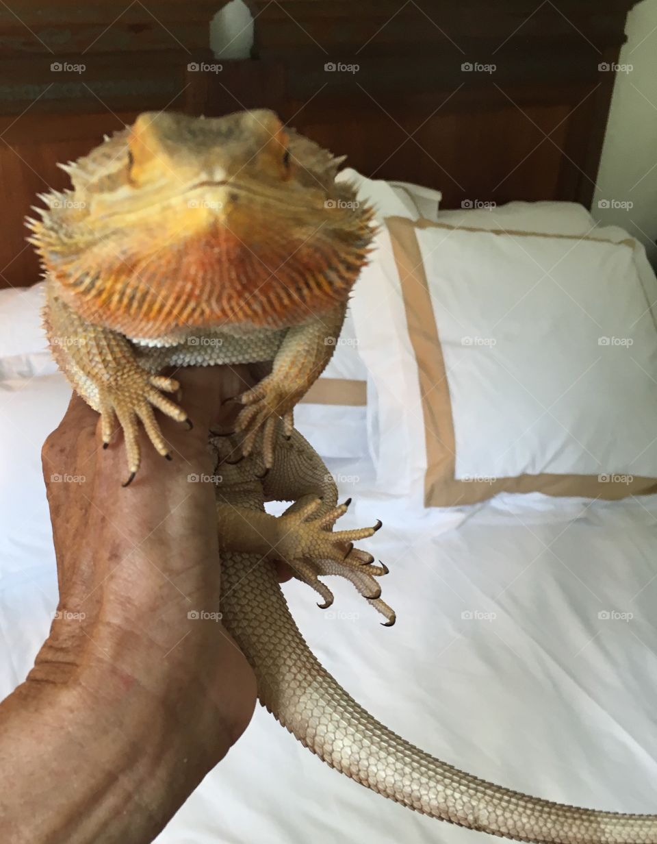 Pet lizard dragon 