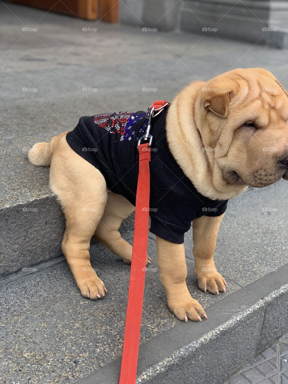 USA Shar-pei 