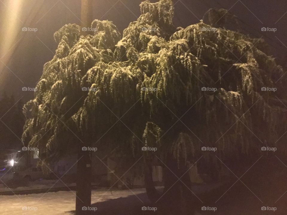 Willow Tree in the Night 