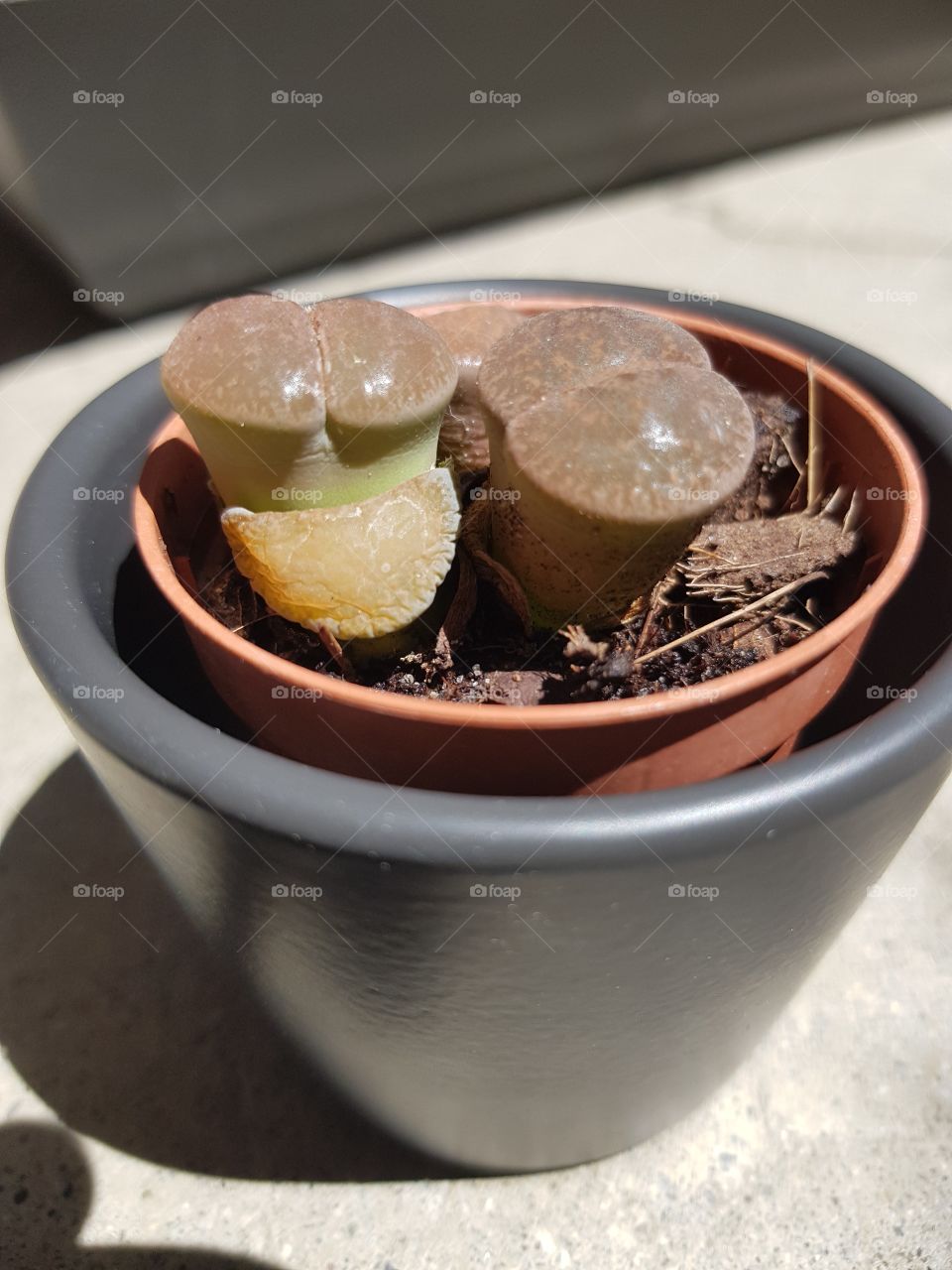 Lithops "Africain Cactus"