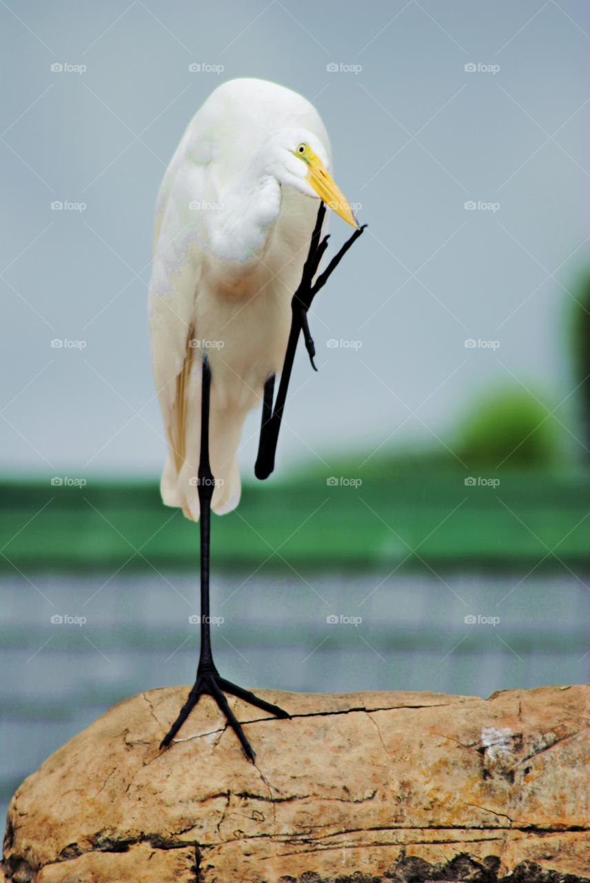 white birds bird florida by sher4492000