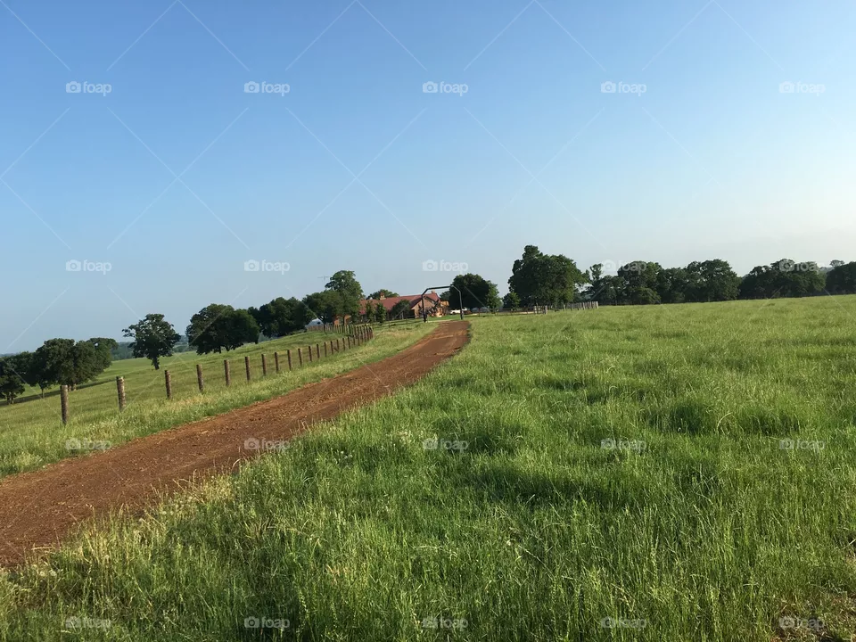 Texas Cattle. Ranch