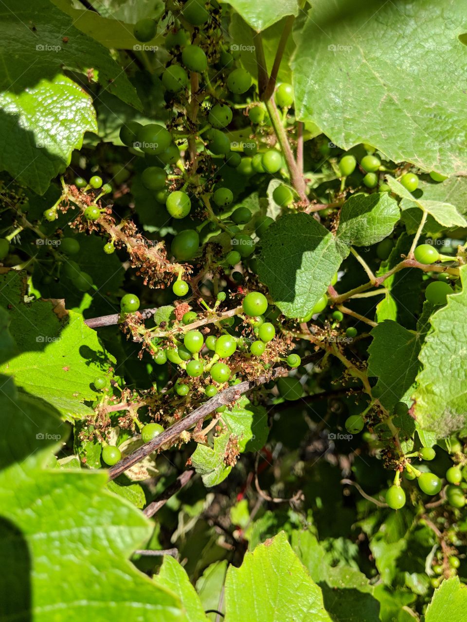 Grapevine and gardening