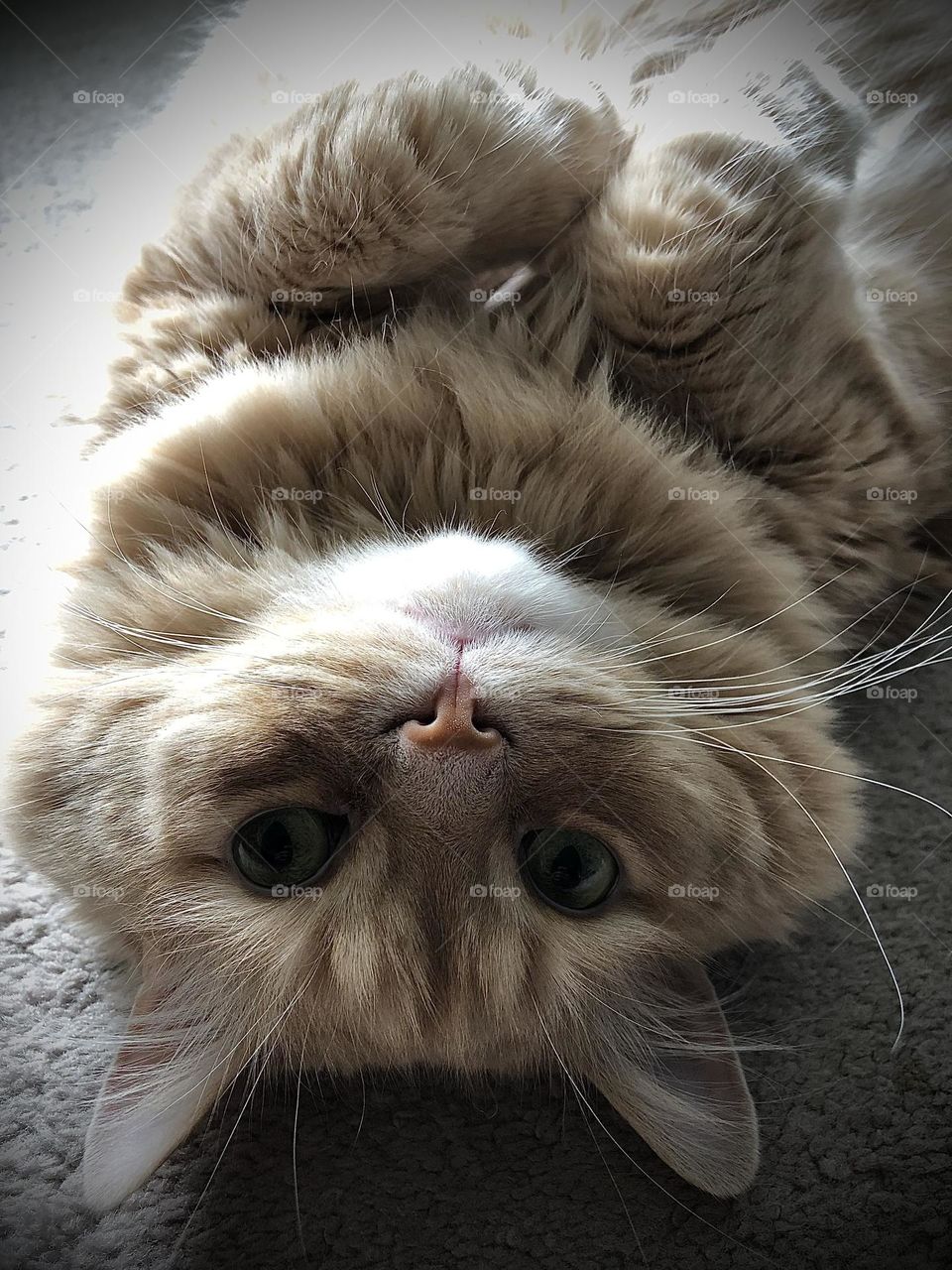 Beautiful beige white fluffy cat laying on back with paws in the air looking into the camera 