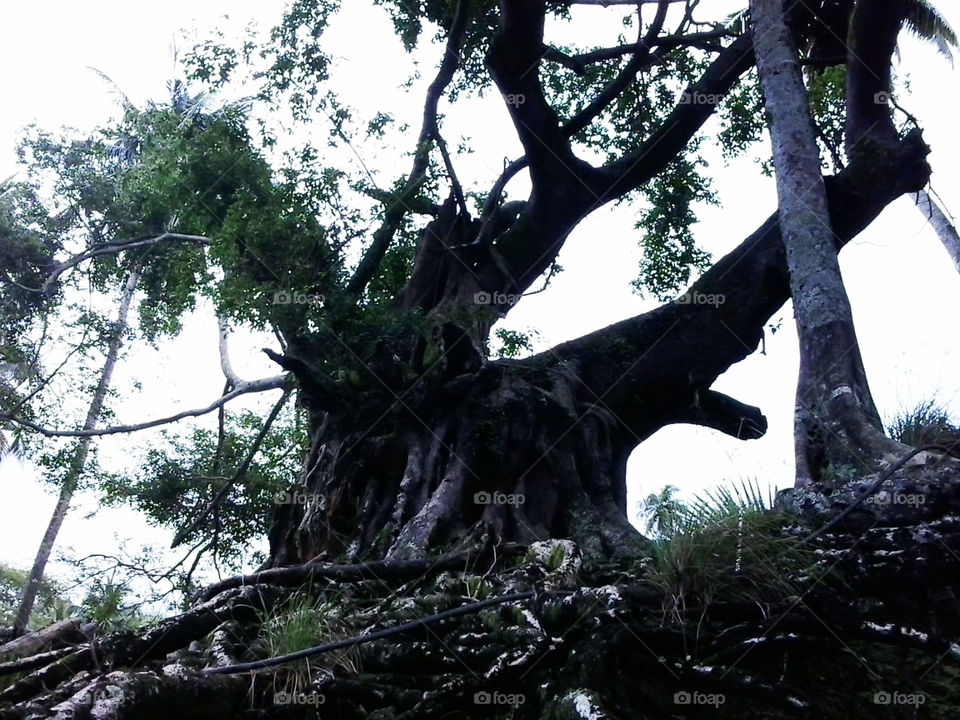 Old giant tree