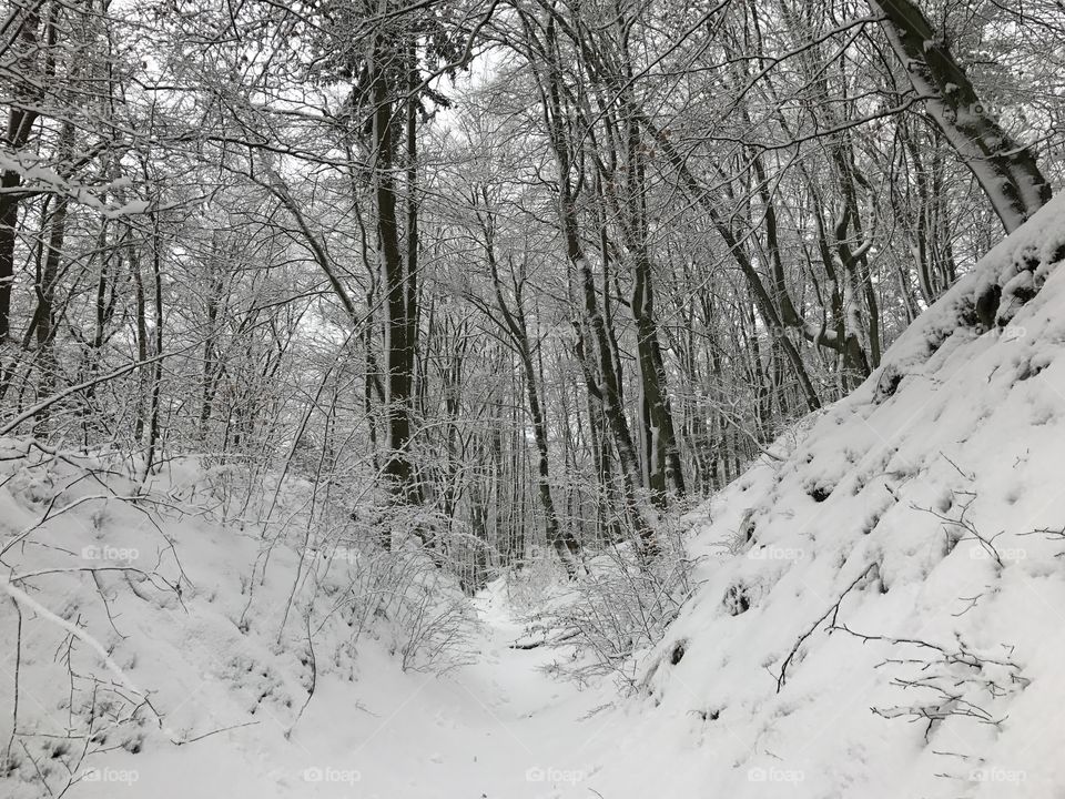 Winter, Snow, Wood, Cold, Landscape