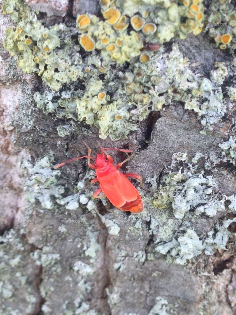 Small red beetle on rock with lichen