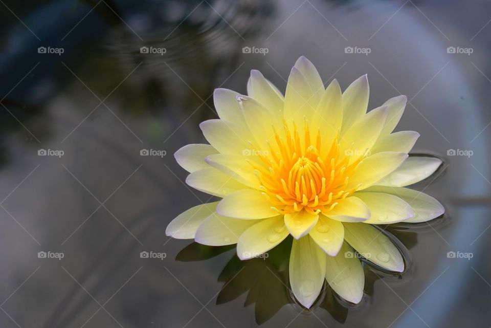 Yellow waterlily