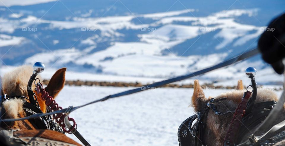 Headed Out for the Tour on the Elk refuge