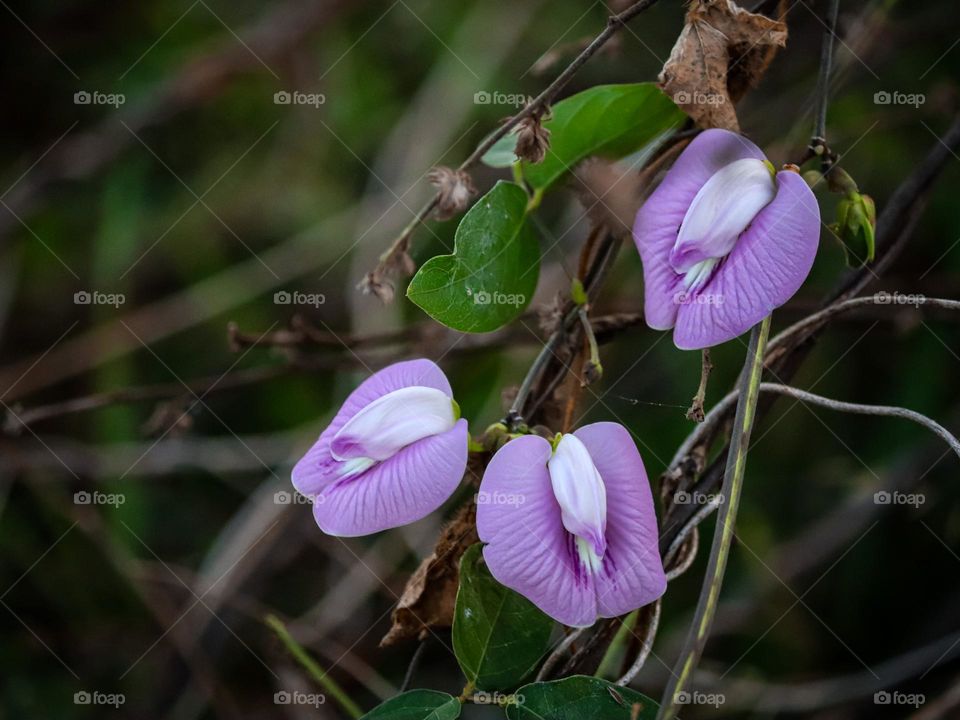 Beautiful blooming purple flower in the bushes
