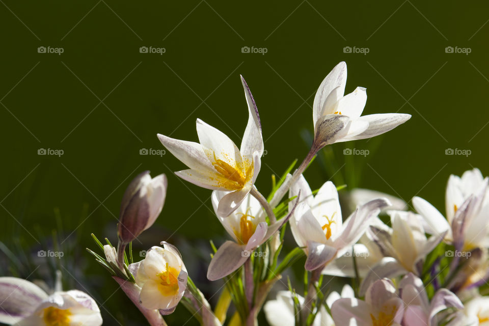 bouquet of snowdrops on a green background