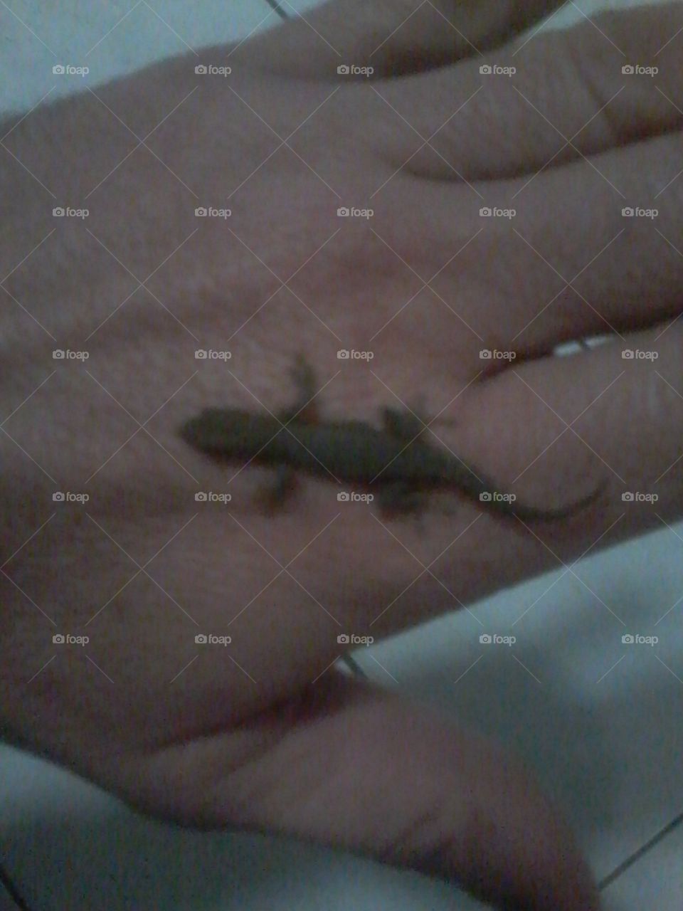 Small Gecko on hand