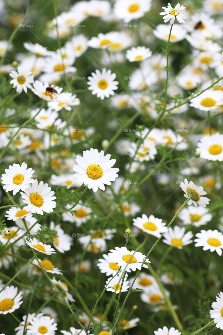 Field of Daisies 